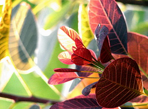 Colourful bush closeup